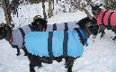 Goat coats stay in place