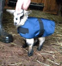 GoatCoatShop