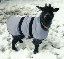 Nigerian Dwarf Goat in 26 inch coat