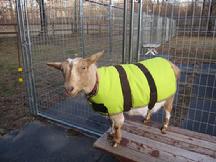 Goat Coat Shop