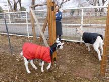 Goat Coat Shop