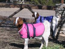 30" Goat Coat