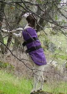 Goat Coat Shop