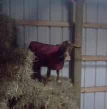 Goat Coat Shop
