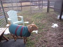 Goat Coat Shop