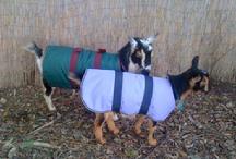 Goat Coat Shop