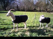 Goat Coat Shop