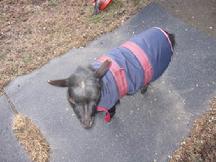 Goat Coat Shop