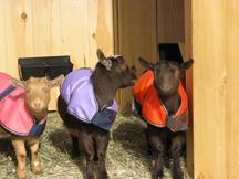 Goat coats