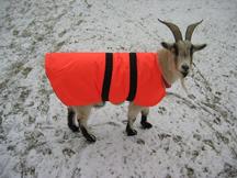 Goat Coat Shop