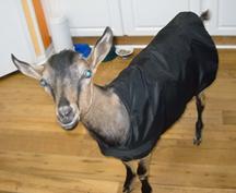 Goat Coats