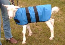 goatcoatshop