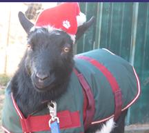 Goat Coat Shop