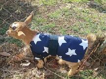goatcoatshop