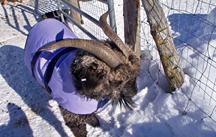 Goat Coat