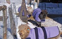 Goat Coats