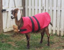 Goat Coat Shop
