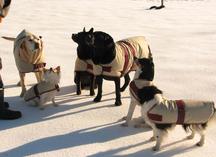 Goat Coats