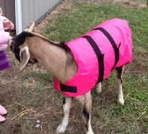 GoatCoatShop